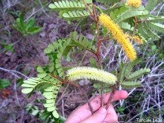 Pityrocarpa moniliformis Necklace Pityrocarpa